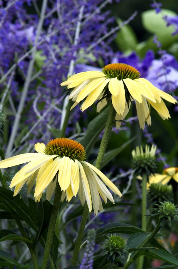 Echinacea purpurea 'Sunrise' PBR