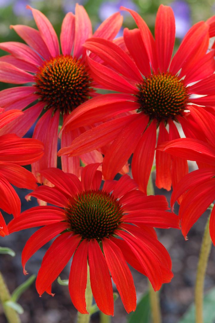 Echinacea purpurea 'Tomato Soup' PBR