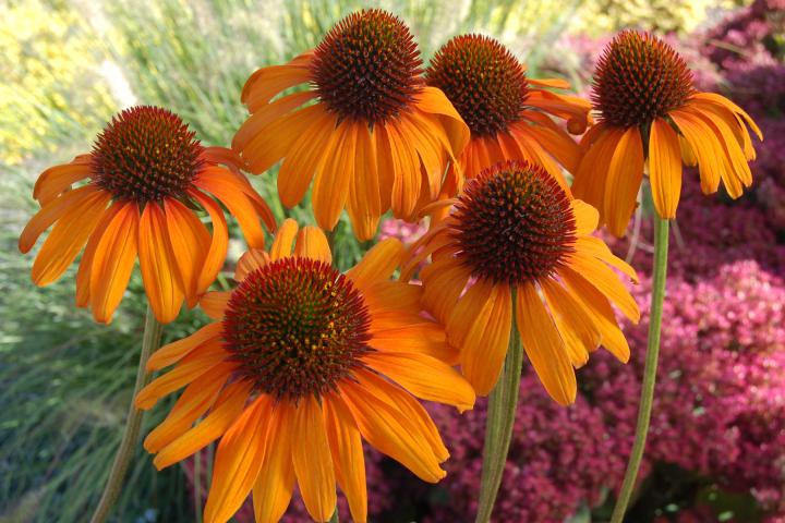 Echinacea purpurea 'Tiki Torch' PBR
