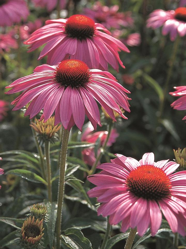 Echinacea purpurea