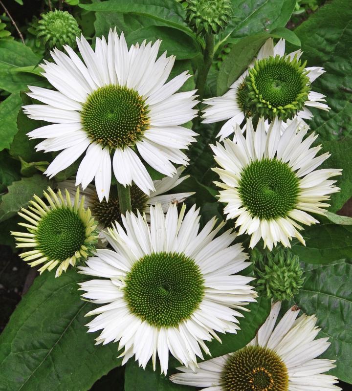 Echinacea purpurea 'Virgin' PBR