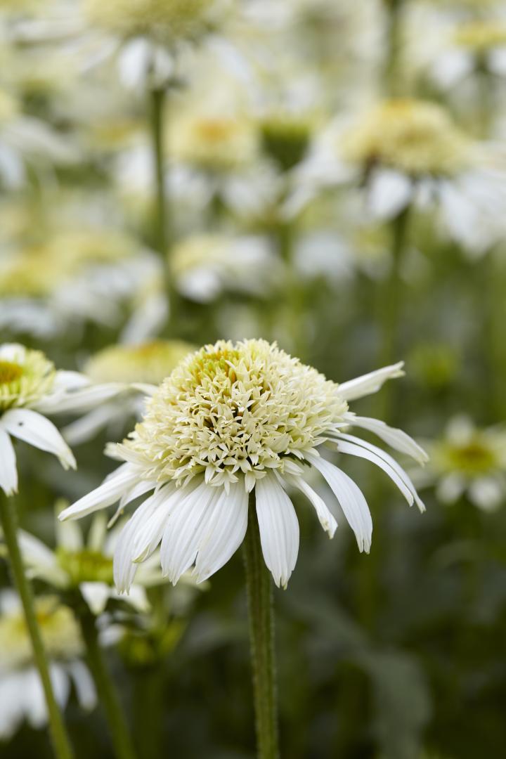 Echinacea purpurea 'White Double Delight' ®