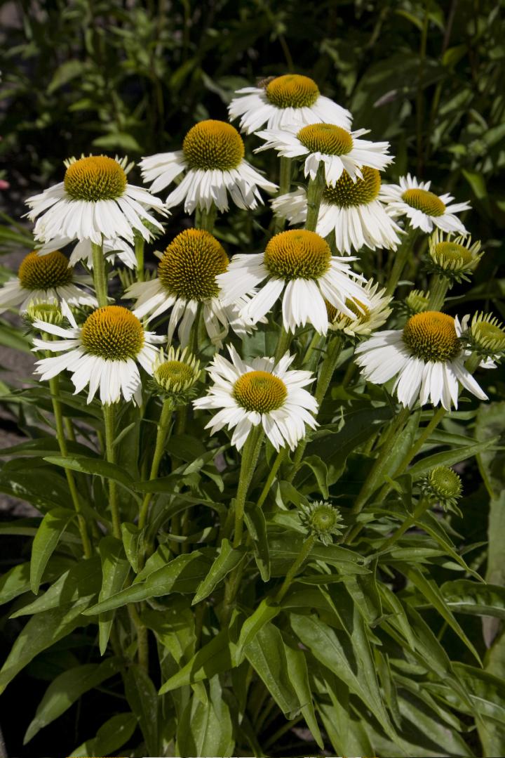 Echinacea purpurea 'White Meditation' PBR