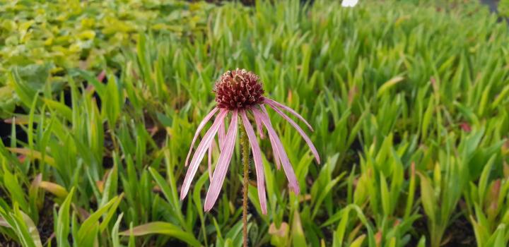 Echinacea simultata
