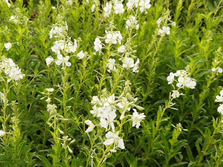Epilobium angustifolium 'Album'