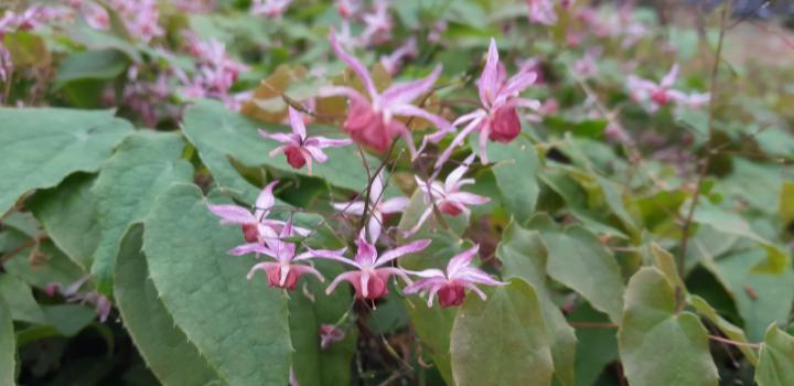Epimedium 'Asiatic hybrid'