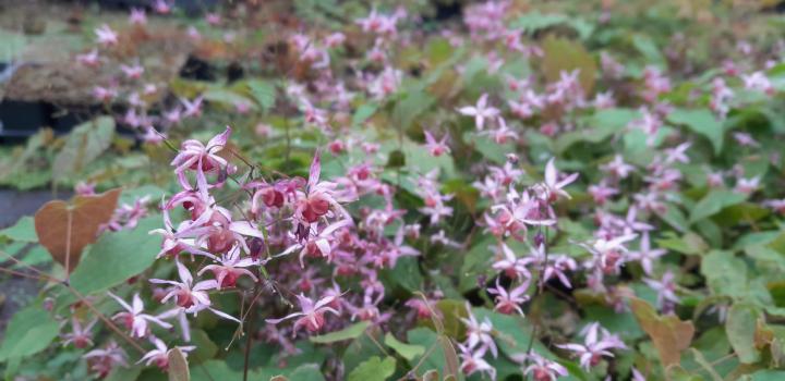 Epimedium 'Asiatic hybrid'