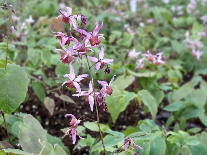 Epimedium 'Asiatic hybrid'