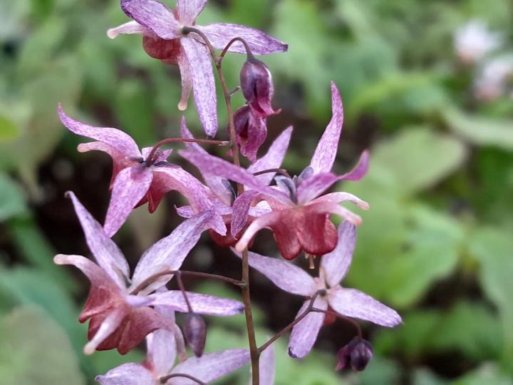 Epimedium 'Asiatic hybrid'
