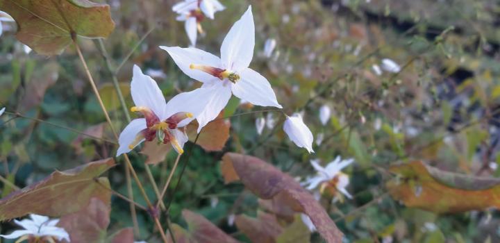 Epimedium 'Amanogawa'