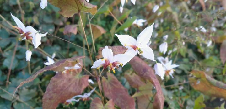 Epimedium 'Amanogawa'