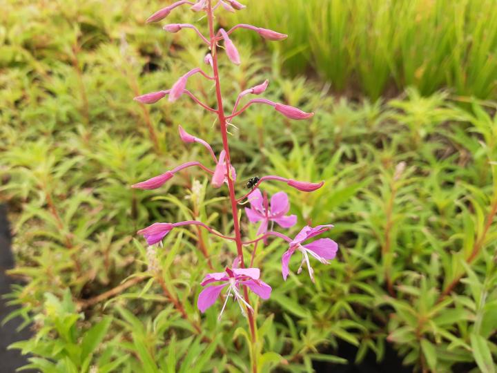 Epilobium angustifolium (Chamaerion angustifolium)
