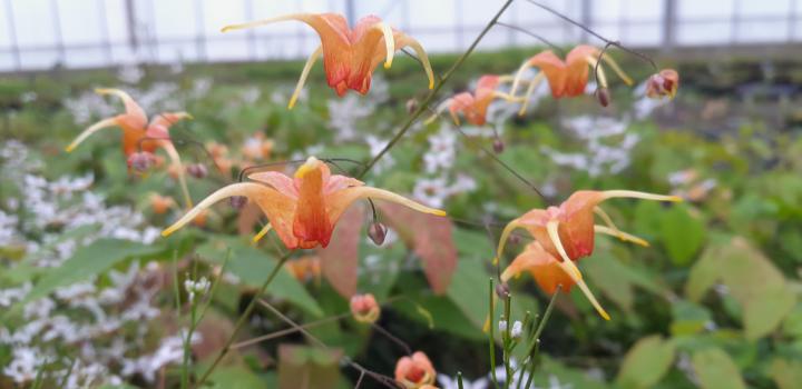 Epimedium  'Amber Queen'
