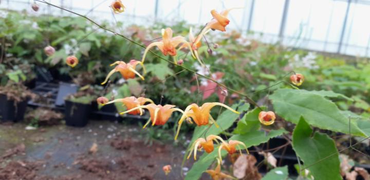 Epimedium  'Amber Queen'