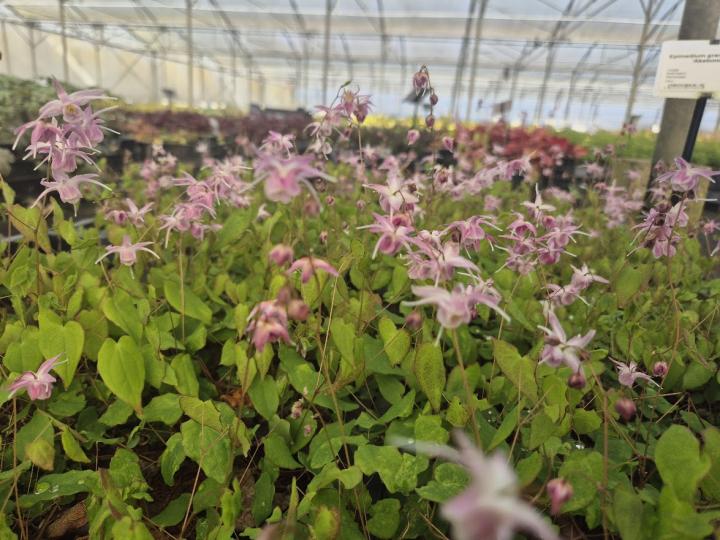 Epimedium grandiflorum 'Akebono'