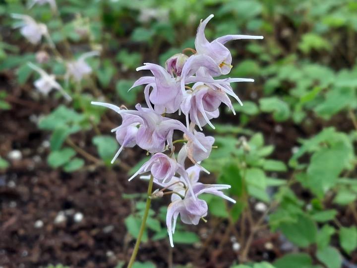 Epimedium grandiflorum 'Akebono'