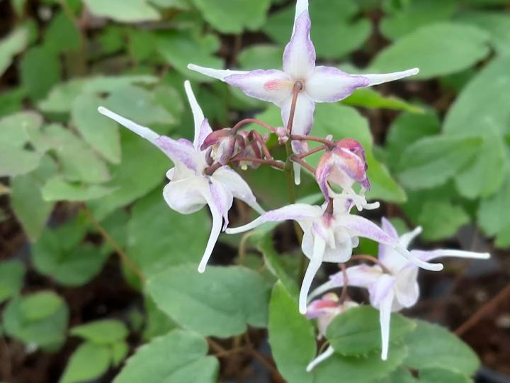 Epimedium grandiflorum 'Akebono'