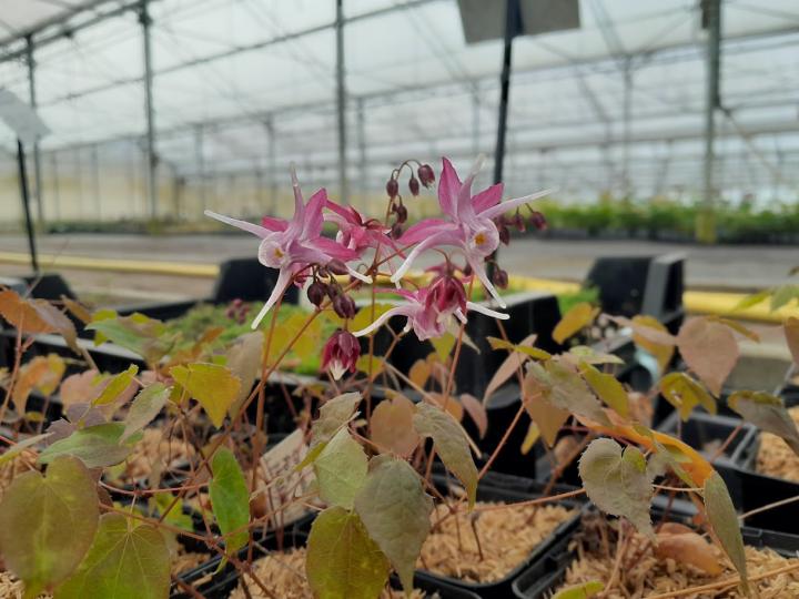 Epimedium grandiflorum 'Purple Pixie'