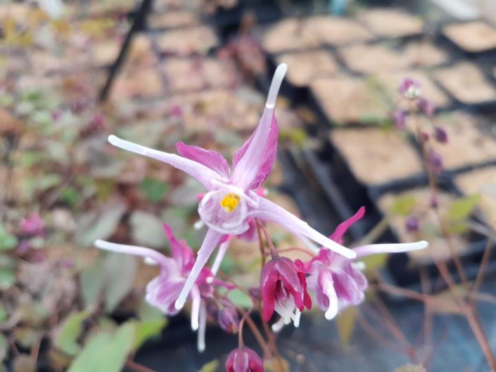 Epimedium grandiflorum 'Purple Pixie'