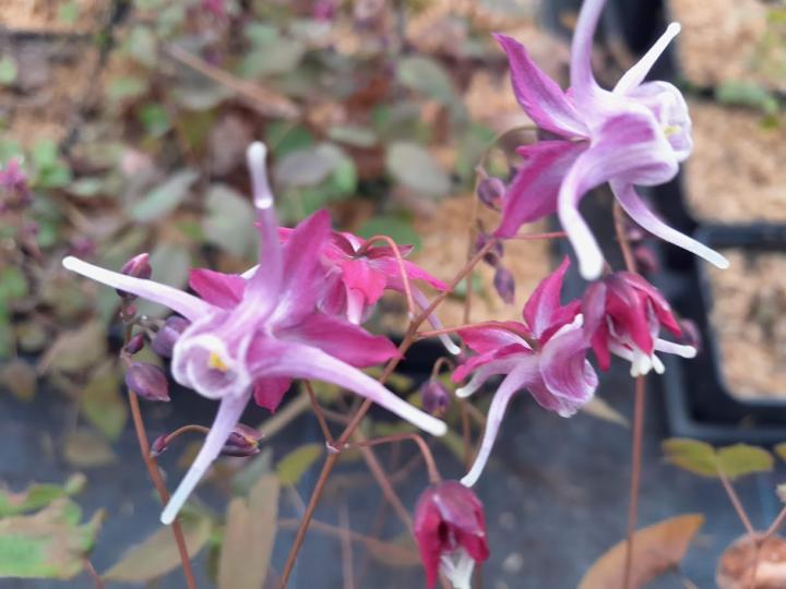 Epimedium grandiflorum 'Purple Pixie'