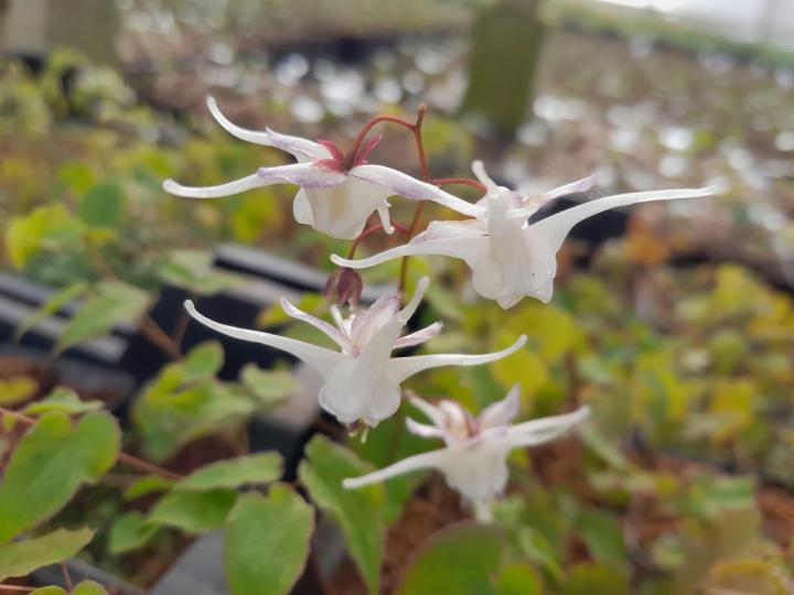 Epimedium grandiflorum