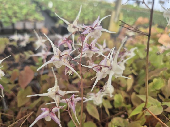Epimedium grandiflorum 'White Queen'