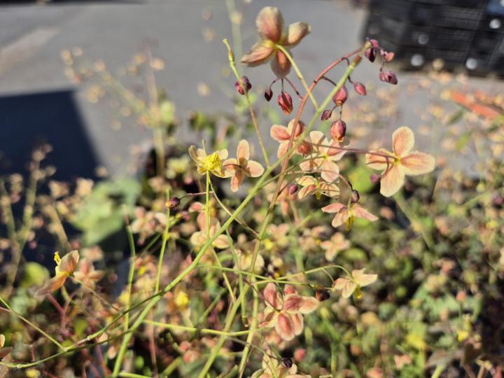 Epimedium pinnatum 'Black Sea'