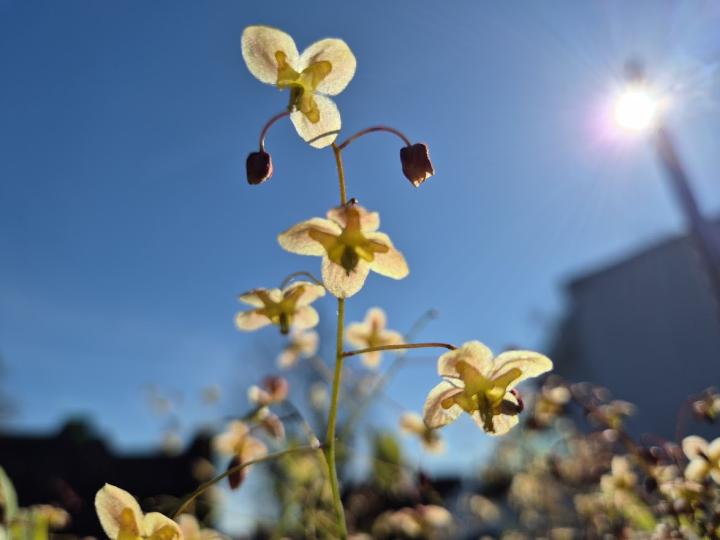 Epimedium pinnatum 'Black Sea'