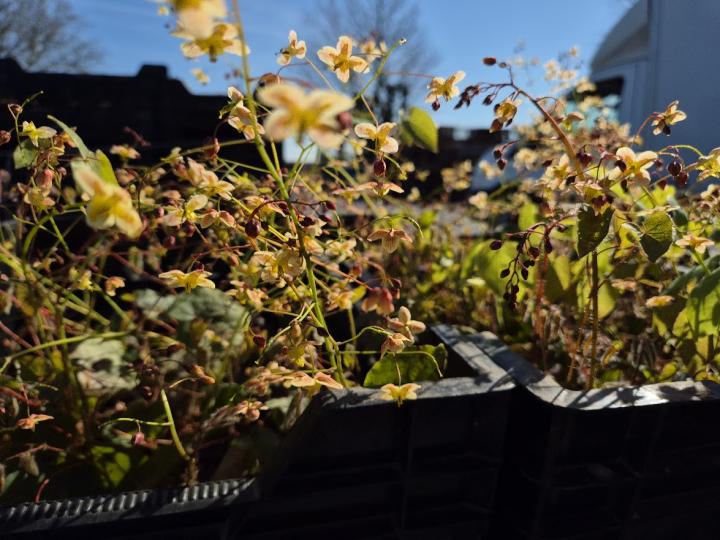 Epimedium pinnatum 'Black Sea'