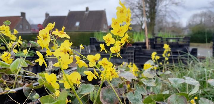 Epimedium pinnatum 'Elegans'