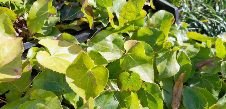 Epimedium perralchicum 'Frohnleiten'