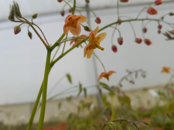 Epimedium pubigerum