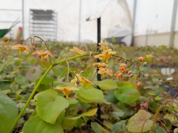 Epimedium pubigerum
