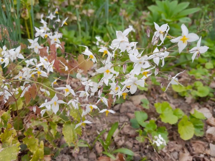 Epimedium stellulatum 'Wudang Star' ®