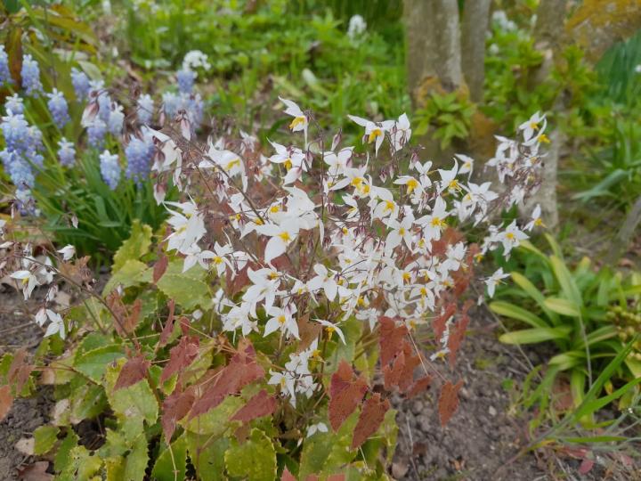 Epimedium stellulatum 'Wudang Star' ®