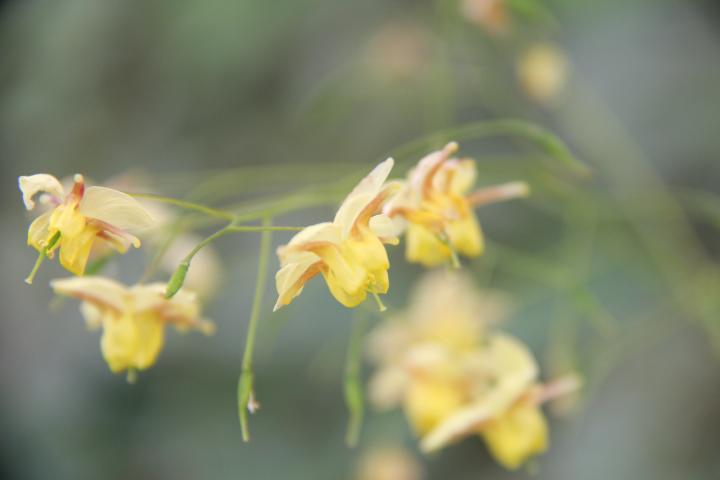Epimedium versicolor (x) 'Sulphureum'