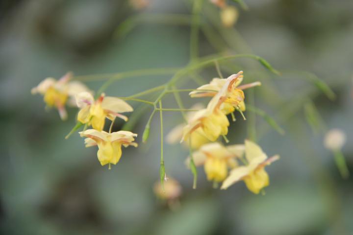 Epimedium versicolor (x) 'Sulphureum'