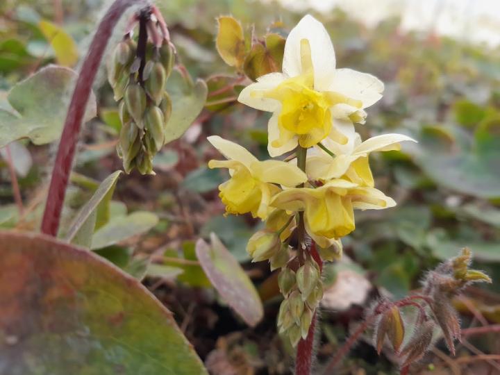 Epimedium versicolor (x) 'Sulphureum'