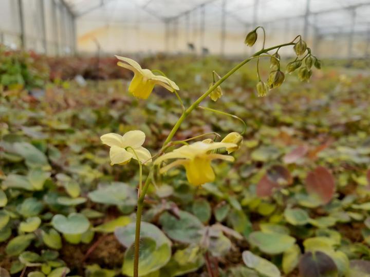 Epimedium versicolor (x) 'Sulphureum'