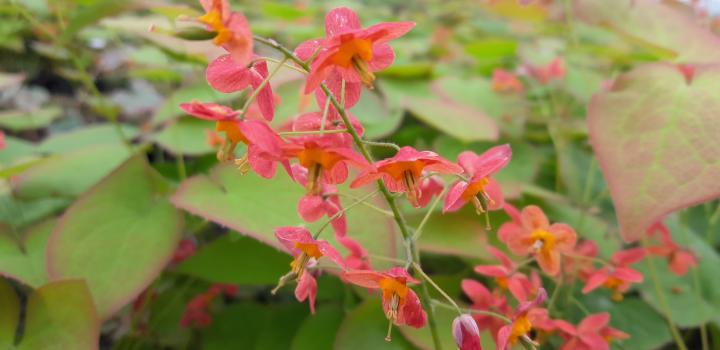 Epimedium warleyense (x)