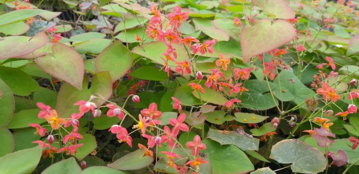 Epimedium warleyense (x)