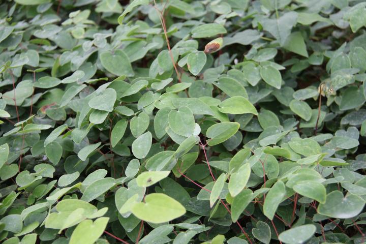 Epimedium youngianum (x) 'Niveum'