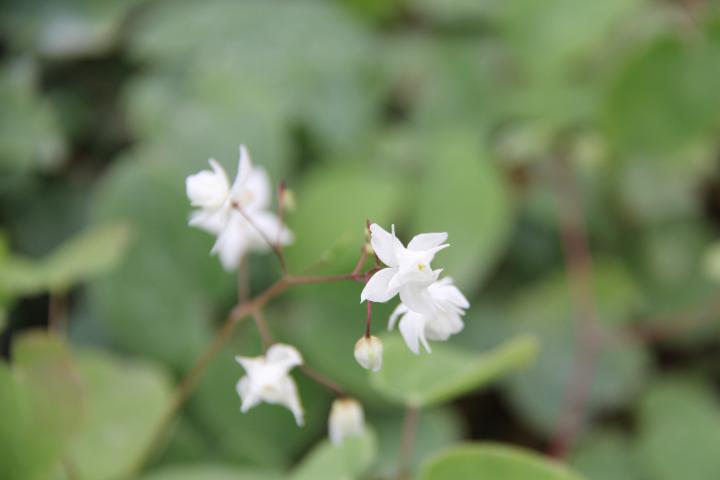 Epimedium youngianum (x) 'Niveum'