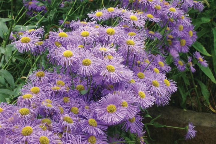 Erigeron  'Azure Beauty'