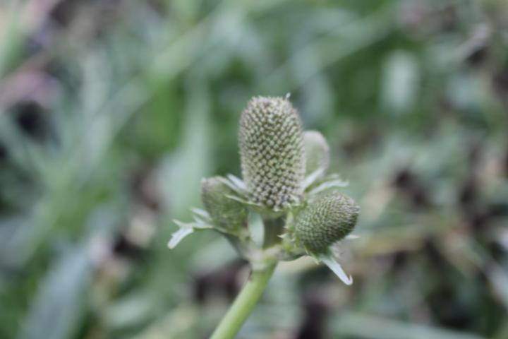 Eryngium agavifolium