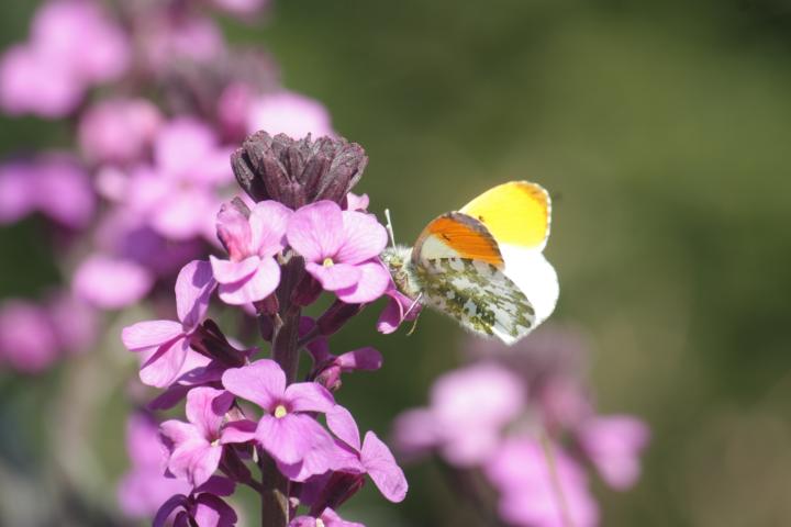Erysimum  'Bowles Mauve'
