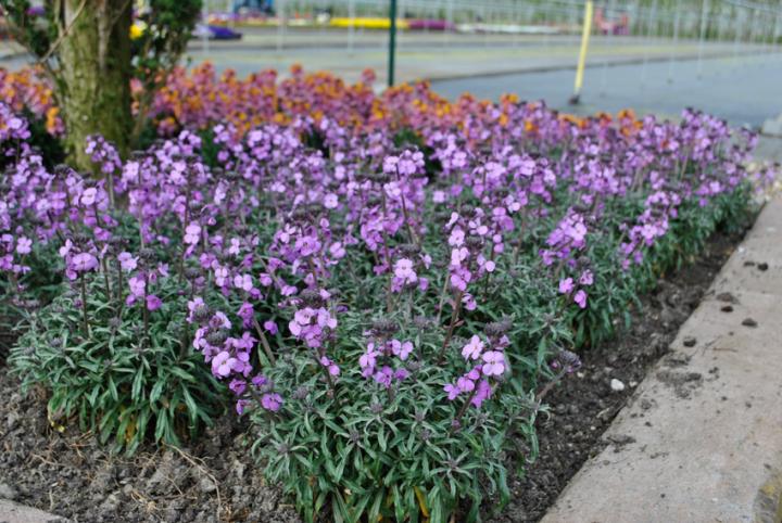 Erysimum 'Bowles Me Away'