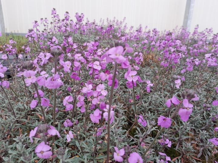 Erysimum 'Bowles Me Away'