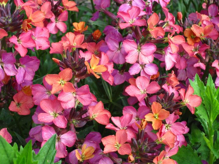 Erysimum  'Constant Cheer'