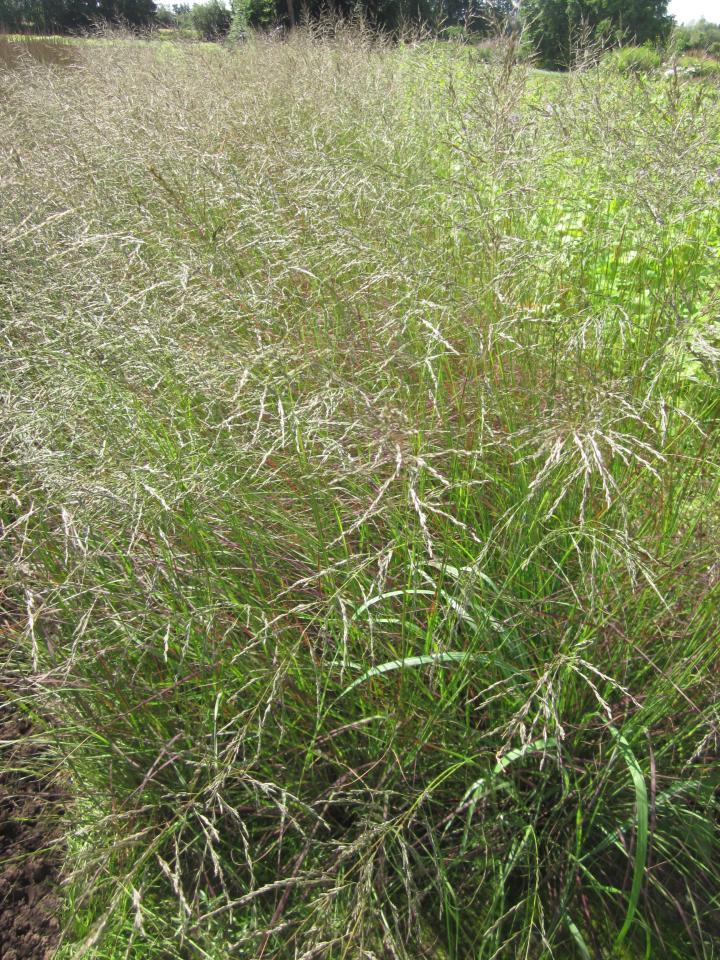 Eragrostis curvula 'Totnes Burgundy'